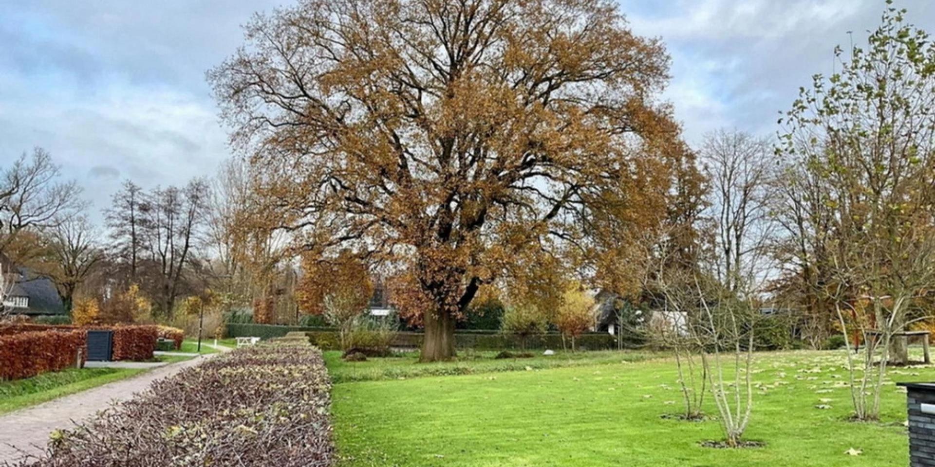 Bomen beter beschermd met nieuwe regels