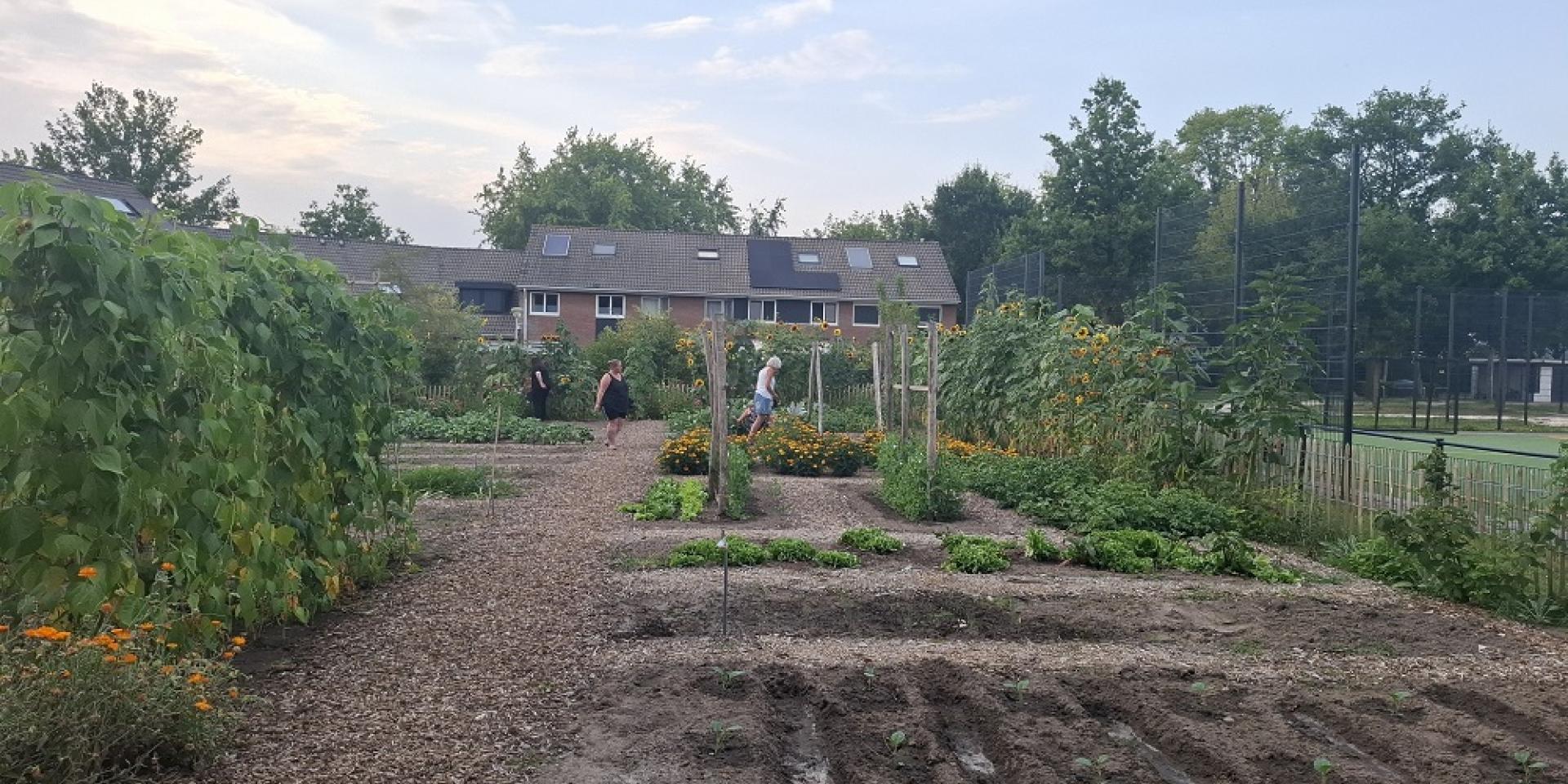 Rudy en Maarten zetten zich in voor een levendige moestuin in Stroinkslanden