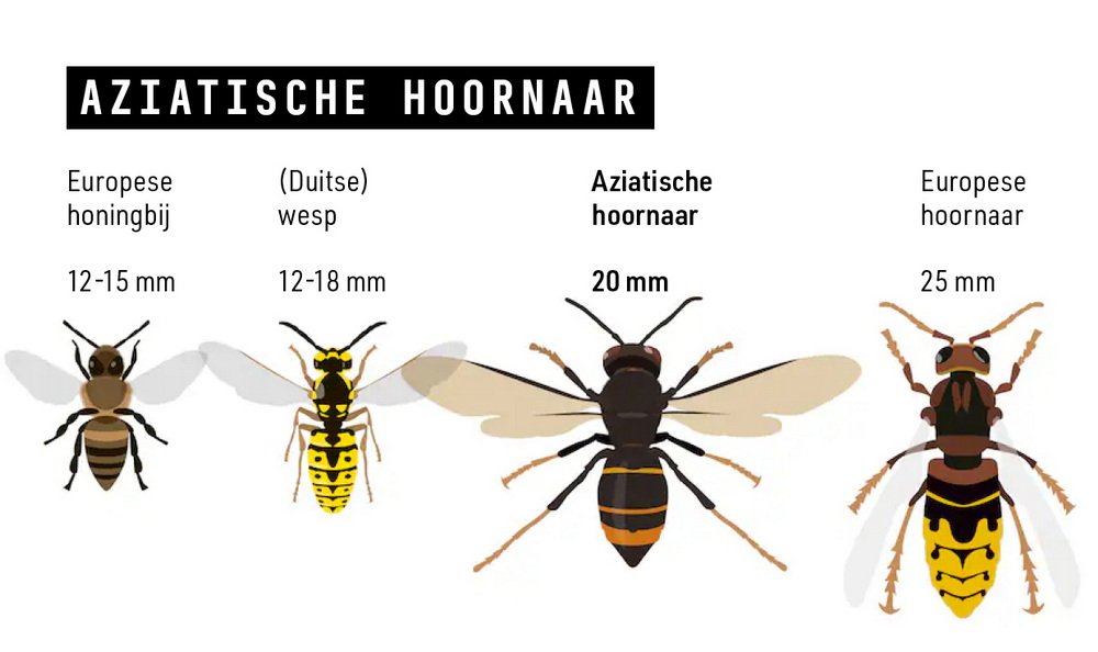 Illustratie Aziatische Hoornaar